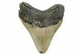 Serrated, Fossil Megalodon Tooth - North Carolina #273986-1